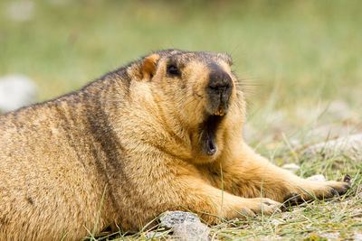 Close-up of a cat resting on field