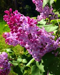 Close-up of pink flowers blooming outdoors