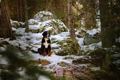 Dog sitting on snow covered forest