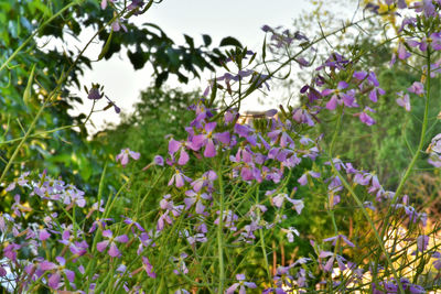 Close-up of purple flowers