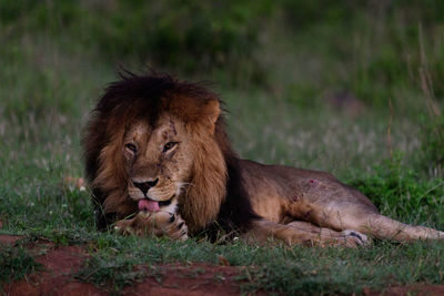 Lioness sitting on field