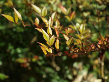 Close-up of leaves on plant during autumn