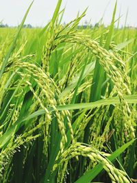 Close-up of crops growing on field