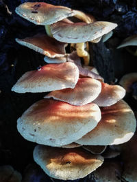 Close-up of mushrooms growing on field