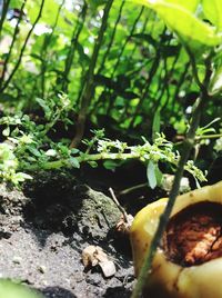 Close-up of plant