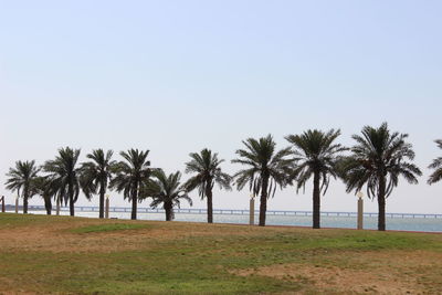 Palm trees on beach against clear sky