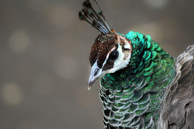 Close-up of a bird