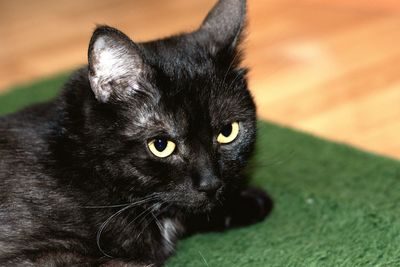 Close-up portrait of black cat