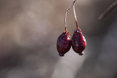 Close-up of strawberry hanging outdoors