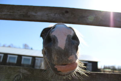 Close-up portrait of a horse