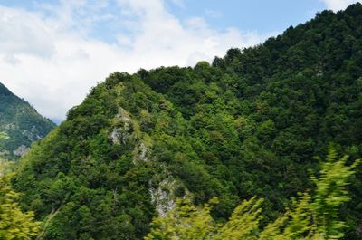 Scenic view of forest against sky