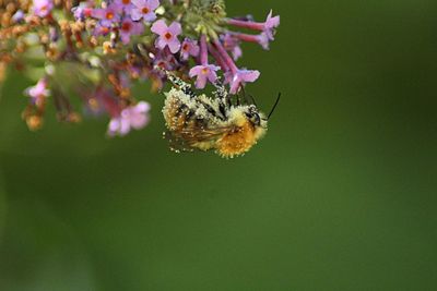 Close-up of spider on flower