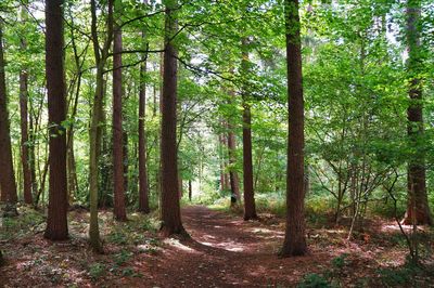 Trees in forest