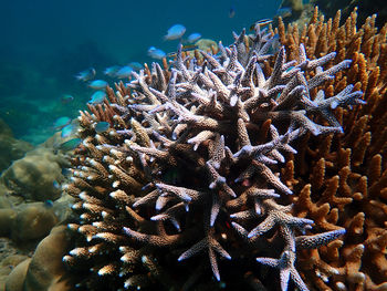 Close-up of coral in sea