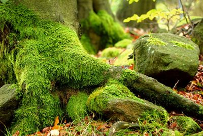 Close-up of moss growing on tree