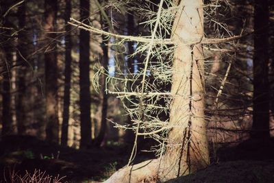 Trees in forest