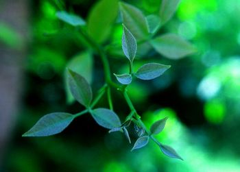 Close-up of plant