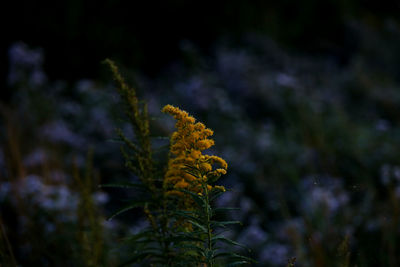 Close-up of yellow flowering plant on field