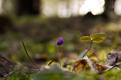 Close-up of purple flowering plants on field