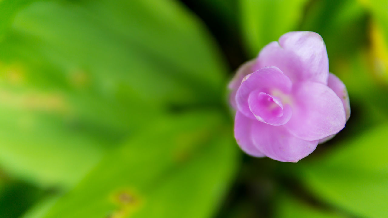 CLOSE-UP OF PINK ROSE PLANT