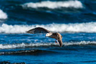 Seagulls flying over sea