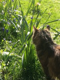 Close-up of cat on grass