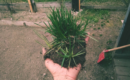 Cropped image of person holding grass with dirt