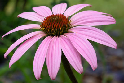 Coneflower, blossoms of summer