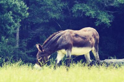 Horse standing in a field