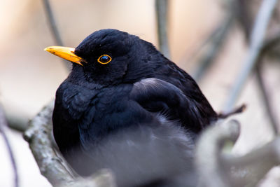 Close-up of bird perching outdoors