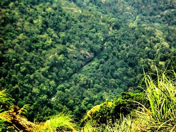 Scenic view of forest