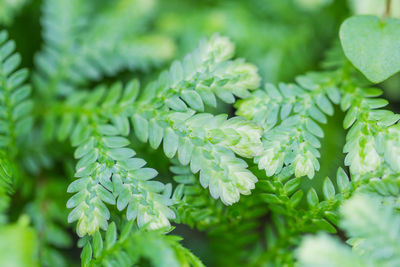 Close-up of fresh green leaves