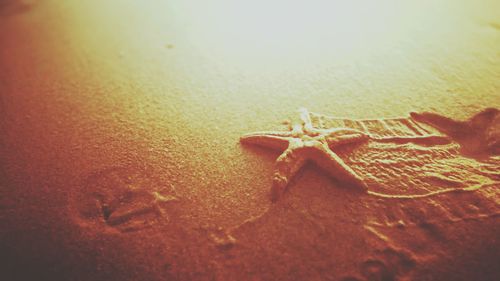 Close-up of crab on sand