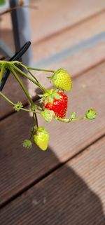 Close-up of fruits growing on table
