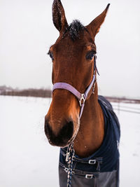 Horse standing in snow