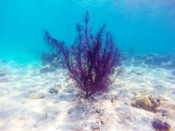 View of fish swimming underwater