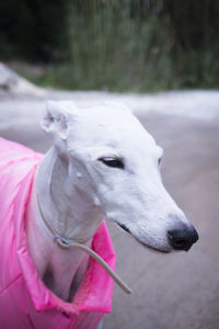 Close-up of dog looking away