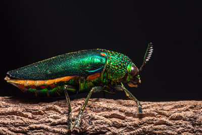 Close-up of insect on wood