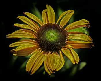 Close-up of yellow flower against black background