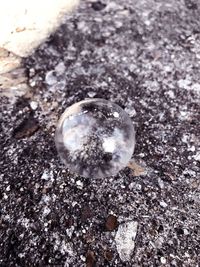 Close-up of jellyfish