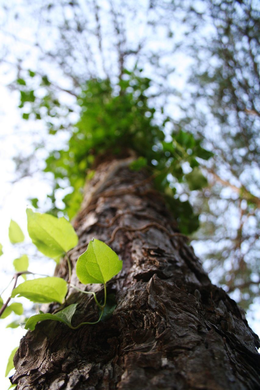 LOW ANGLE VIEW OF TREE AGAINST PLANTS