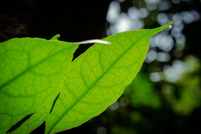 Close-up of maple leaf