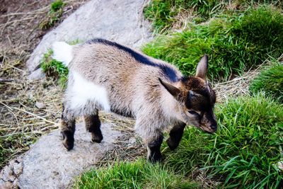 High angle view of kid goat standing on field