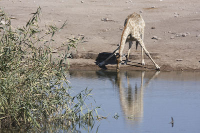 Giraffe drinking water at lakeshore