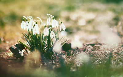 Close-up of white flower in field