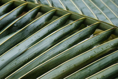 Full frame shot of wet palm leaf