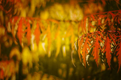 Close-up of plants