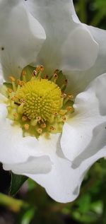 Close-up of white flowering plant