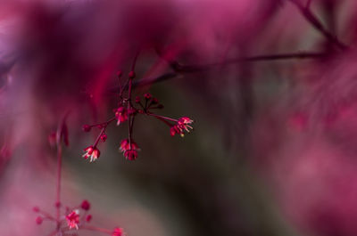 Close-up of pink flowers