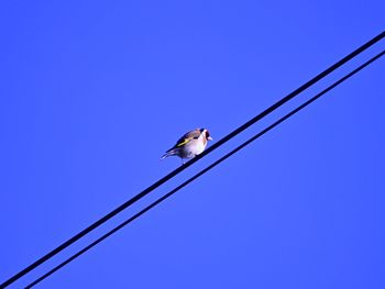 Low angle view of bird on cable against clear blue sky